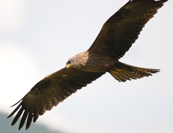 Black Kite circling freshly mown hay meadow