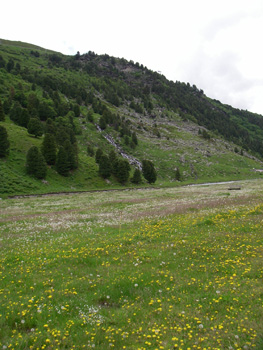 Flower meadow at Réserve naturelle du Plan de la Tuéda Meribel-Mottaret 