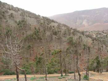 Castillo de Lara woodland