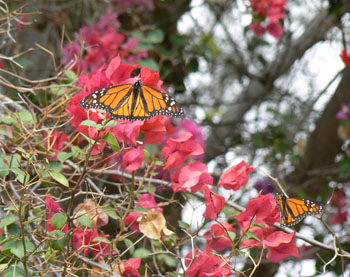 Monarch Butterflies