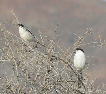 Southern Grey Shrikes