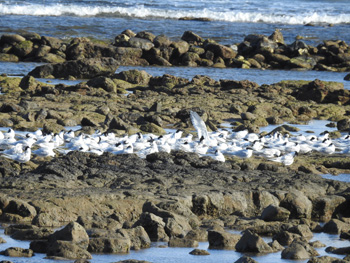 Flock of Sandwich Terns at the Salinas de El Carmen