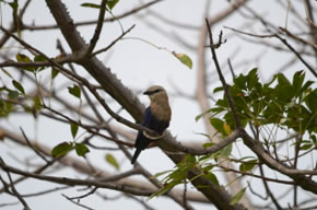 Blue-bellied Roller