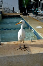 Colin the Cattle Egret