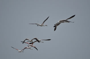 Greater Flamingos