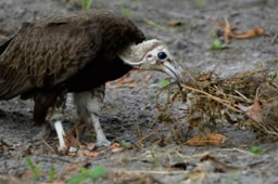 Hooded Vulture