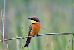 Little Bee-eater