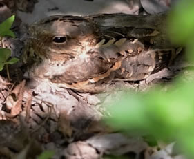 Long-tailed Nightjar