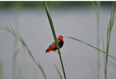 Northern Red Bishop