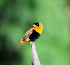 Northern Red Bishop