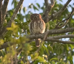 Pearl-spotted Owlet