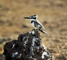 Pied Kingfisher