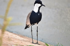 Spur-winged Lapwing