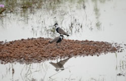 Spur-winged Lapwings