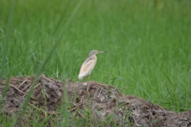 Squacco Heron