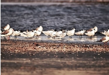 Terns and Gulls at Tanji Reserve