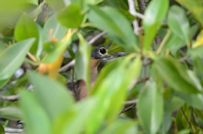 White-backed Night Heron