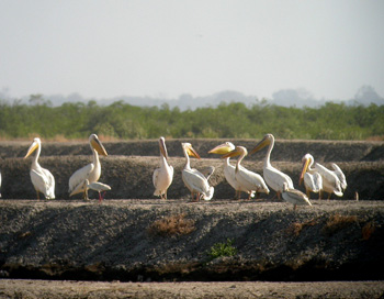 Great White Pelican with African Spoonbill and much smaller Pink-backed Pelican at Pirang