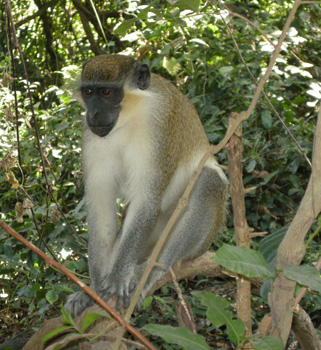 Green Vervet Monkey at Abuko