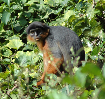 Red Colobus Monkey at Abuko