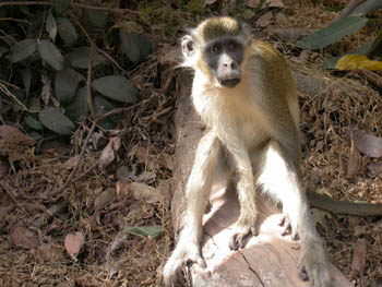 Green Vervet Monkey