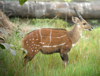 Sitatunga