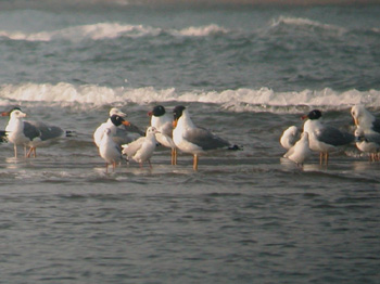 Gulls at Morjim Beach