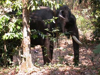 Indian Elephant Goa