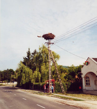 One of many White Stork nests