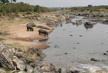 Hippos at the Mara River, Masai Mara