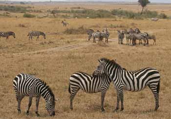 Plains Zebra - Masai Mara