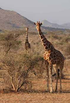 Reticulated Giraffe