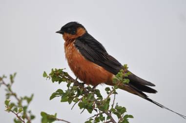 Red-breasted Swallow