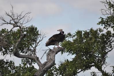 White-headed Vulture