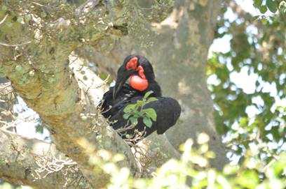 Southern Ground Hornbill