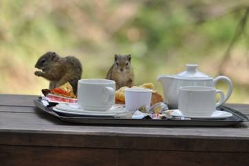 Squirrel picnic