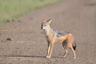 Black-backed Jackal