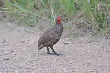 Swainson's Spurfowl