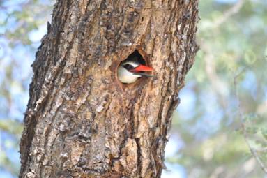 Woodland Kingfisher in its nest hole