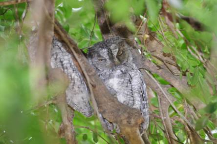 Sleepy Scops Owl pair