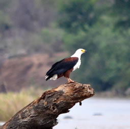 African Fish Eagle