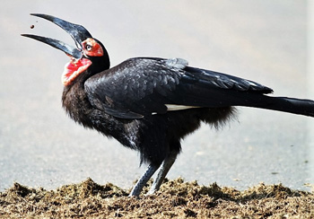 Southern Ground Hornbill extracting seeds from Elephant dung