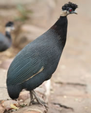 Crested Guineafowl