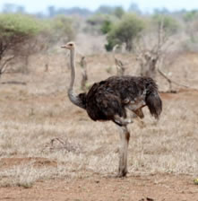 Ostrich