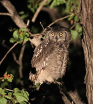 Spotted Eagle Owl