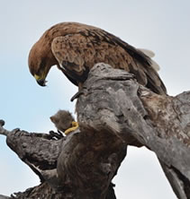 Tawny Eagle with Dwarf Mongoose prey