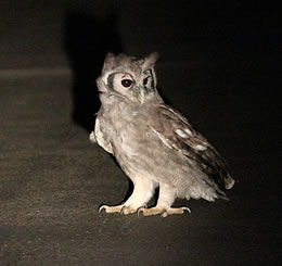 Verreaux's Eagle Owl on road bridge on the look out for bats