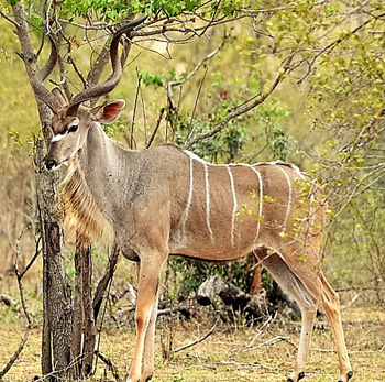 Kudu