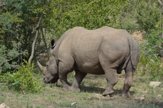 White Rhinoceros