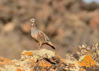 Barbary Partridge